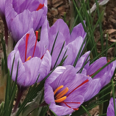 Saffron Crocus Saffron Crocus