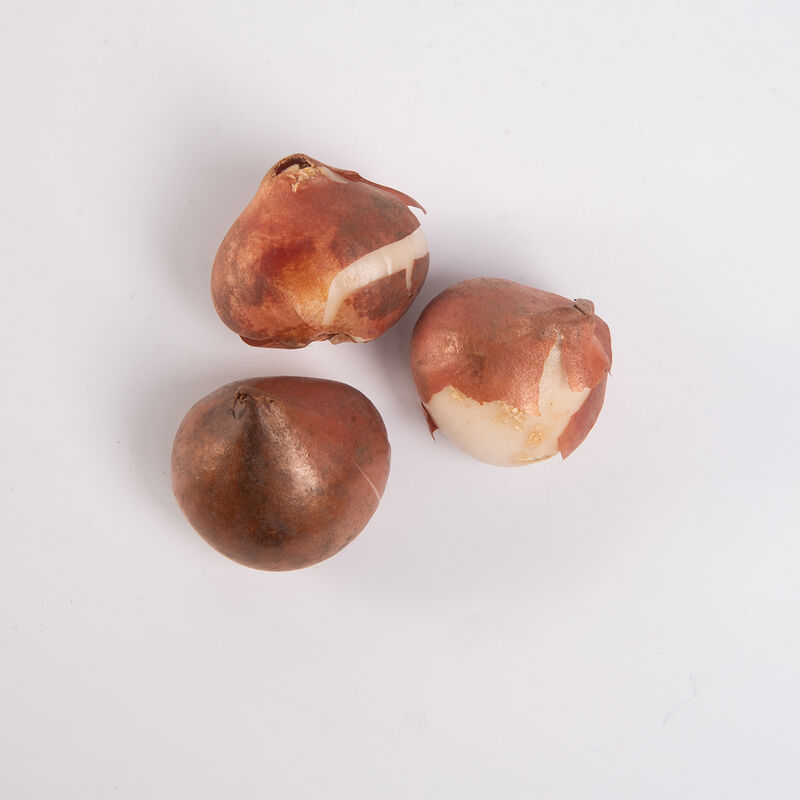 Blue Diamond Blue Diamond Tulips