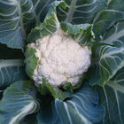 Paxton Standard Cauliflower