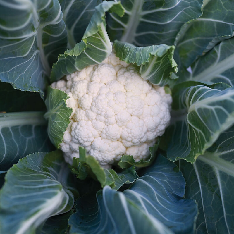 Paxton Standard Cauliflower