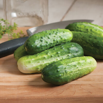 H-19 Little Leaf Pickling Cucumbers