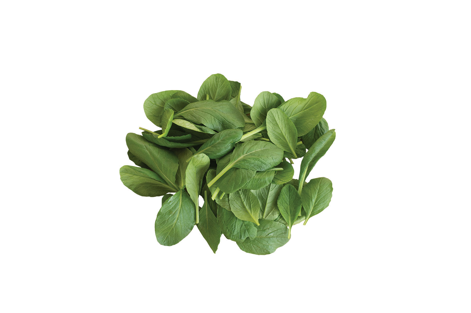 Green Giant (F1) - Komatsuna Seeds | Johnny's Selected Seeds