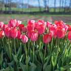 Blush Blend Tulips