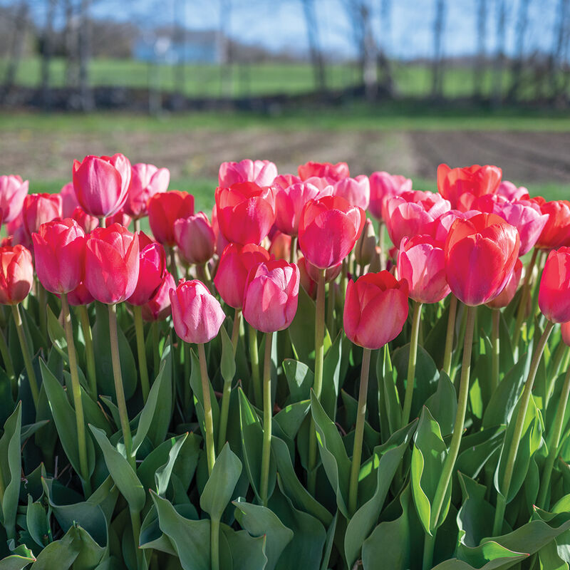 Blush Blend Tulips