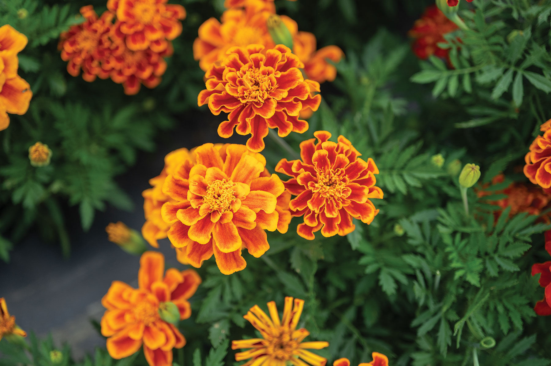 Durango Flame - Marigold Seed | Johnny's Selected Seeds