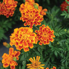 Durango Flame French Marigolds