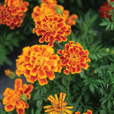Durango Flame French Marigolds