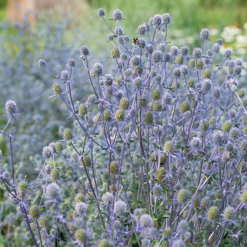 Blue Glitter Eryngium