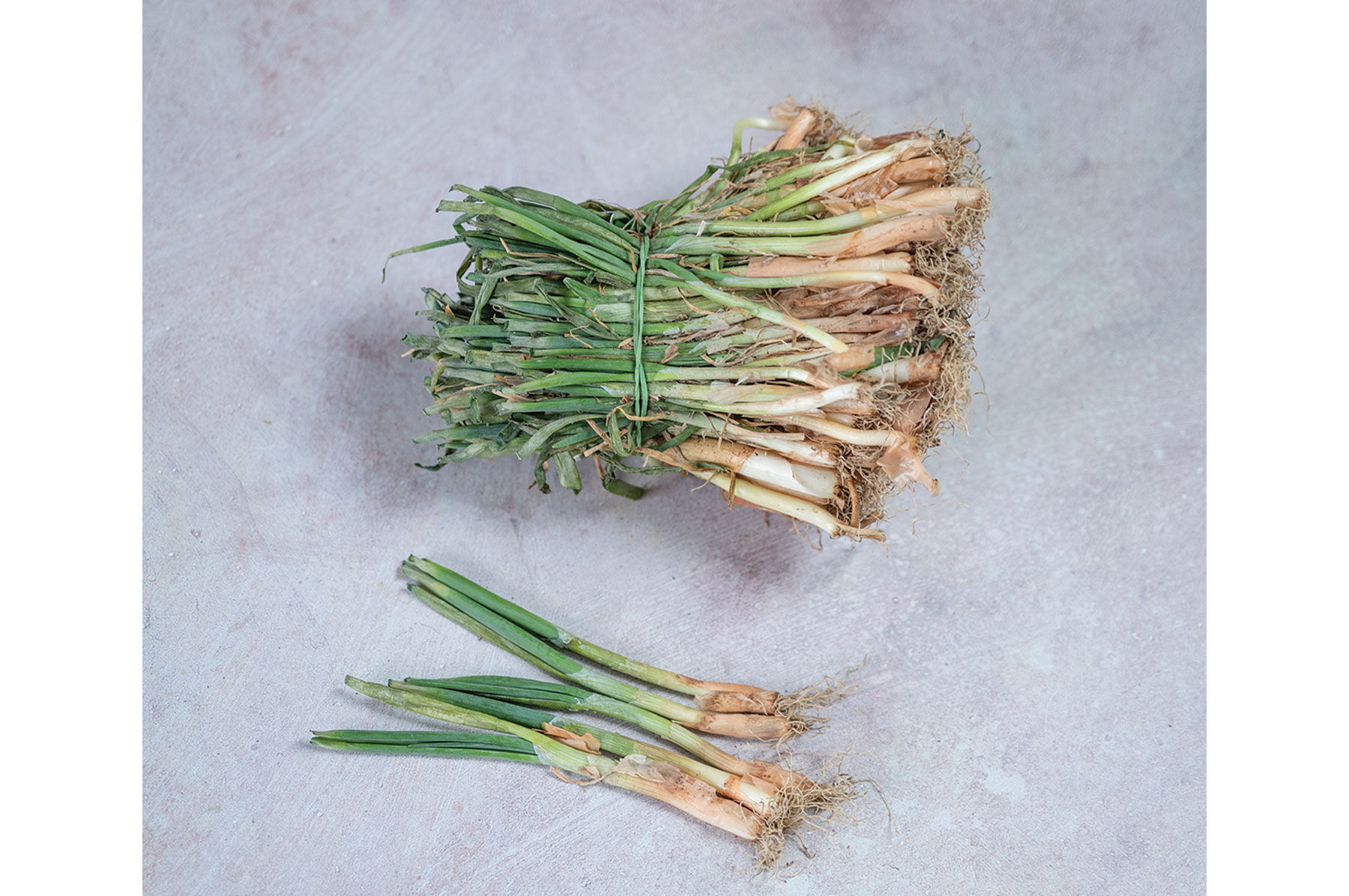 Ailsa Craig Exhibition Onion Plants & Sets