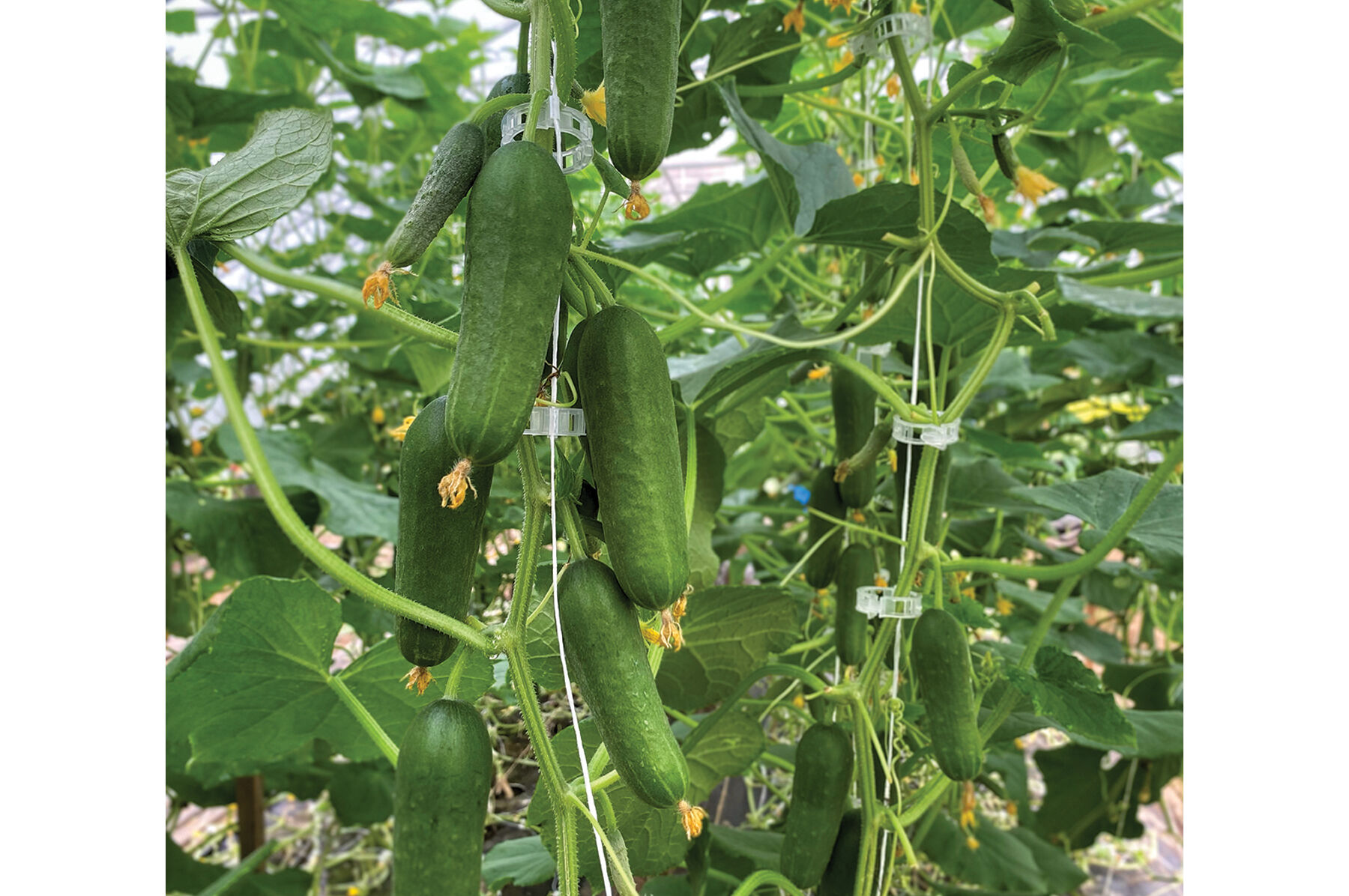 Qwerty - (F1) Cucumber Seed | Johnny's Selected Seeds