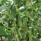 Qwerty Seedless and Thin-skinned Cucumbers