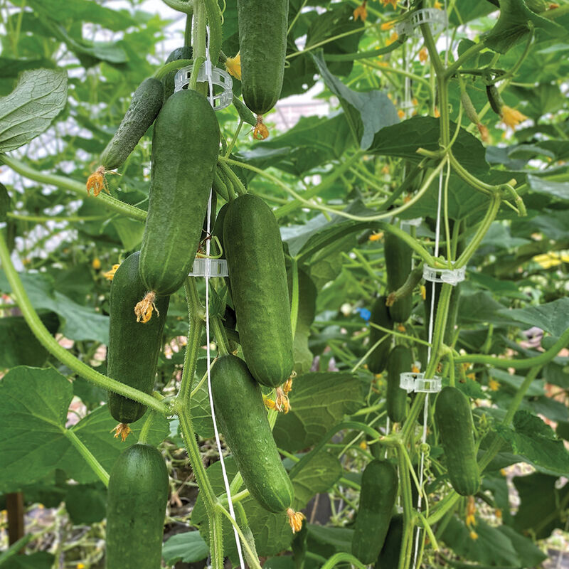 Qwerty Seedless and Thin-skinned Cucumbers