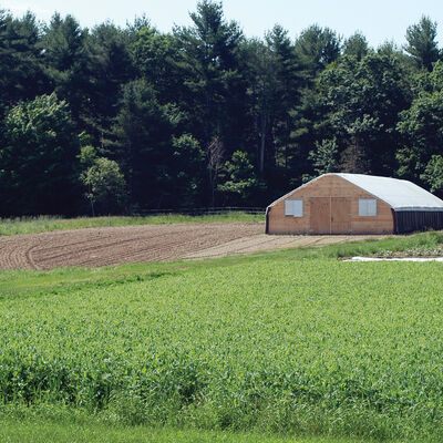 Spring Green Manure Mix Farm Seed