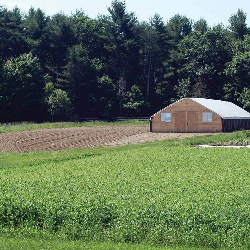 Spring Green Manure Mix Farm Seed