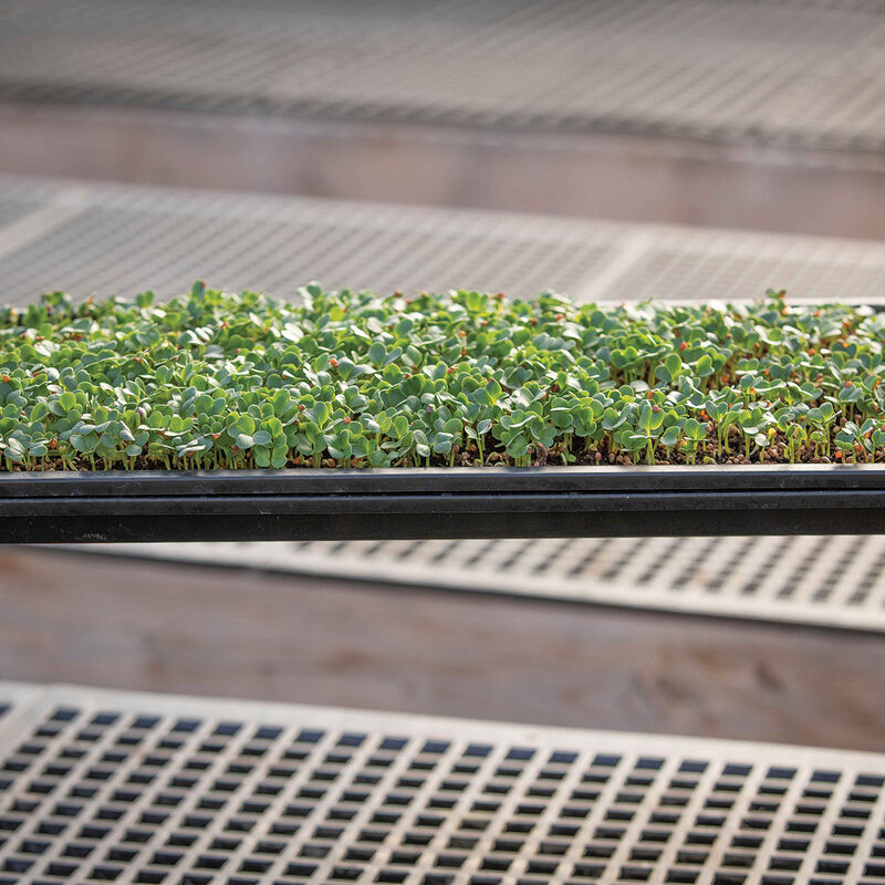 Microgreens Reservoir Tray Microgreens Supplies