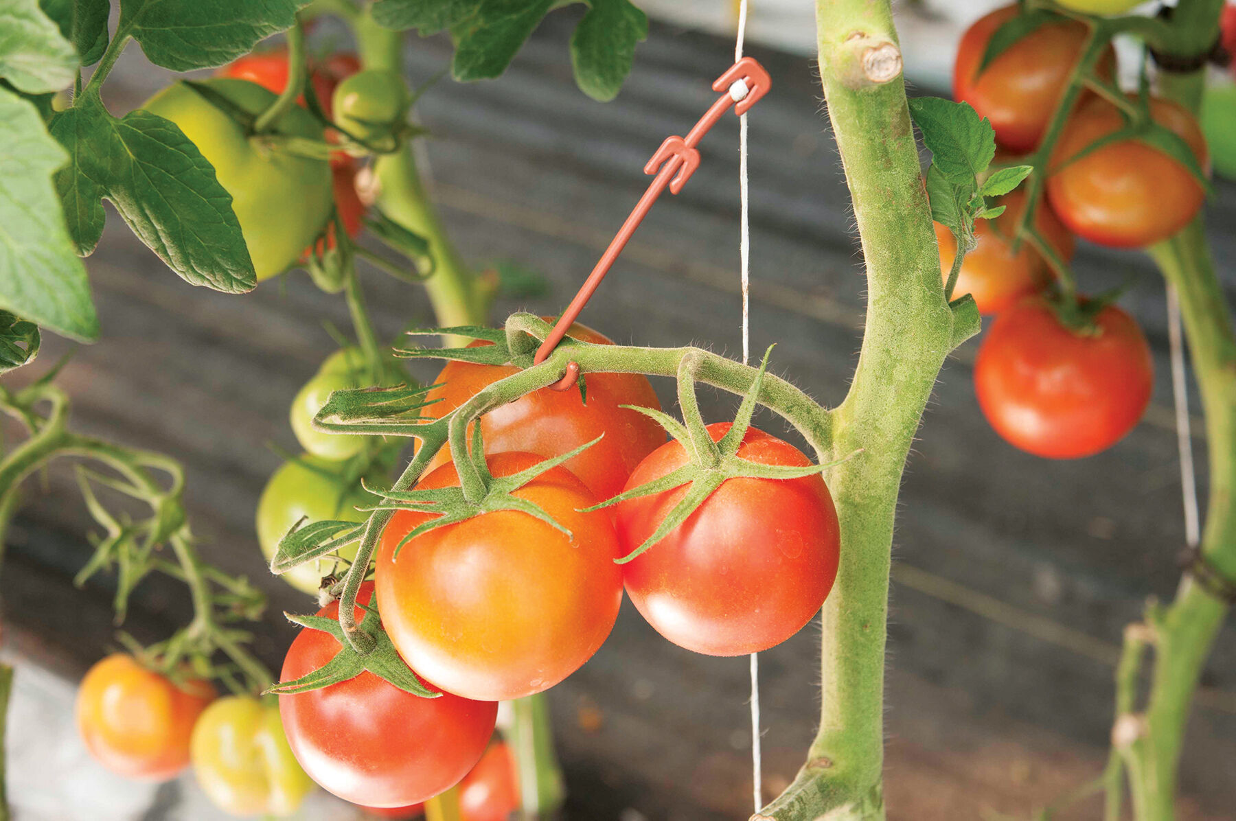 Stemhooks &ndash; 500 Count Trellising & Crop Supports