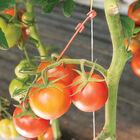 Stemhooks – 500 Count Trellising & Crop Supports