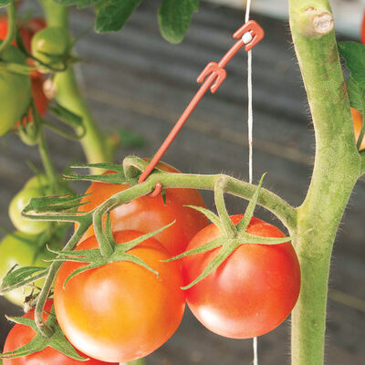 Stemhooks – 500 Count Trellising & Crop Supports