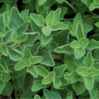 Greek Oregano Greek Oregano Oregano
