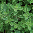 Greek Oregano Oregano