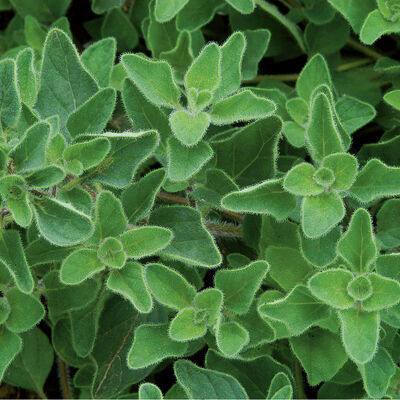 Greek Oregano Greek Oregano Oregano