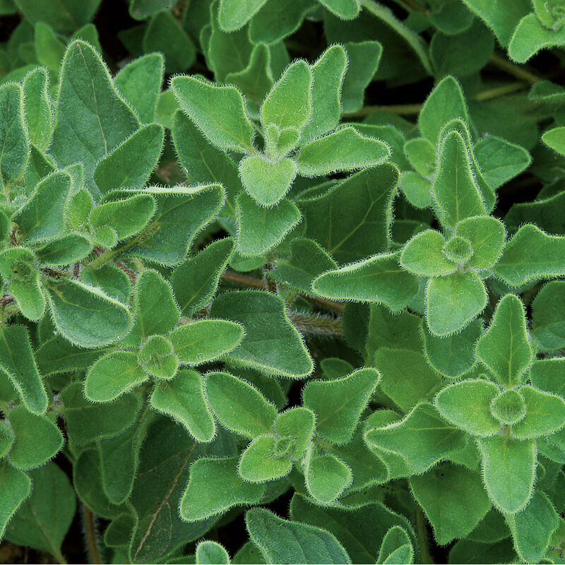 Greek Oregano Greek Oregano Oregano