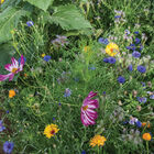 Bee Sweet Pollinator Mix Flower Collections and Mixes