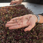 Beet, Bull's Blood Microgreen Vegetables
