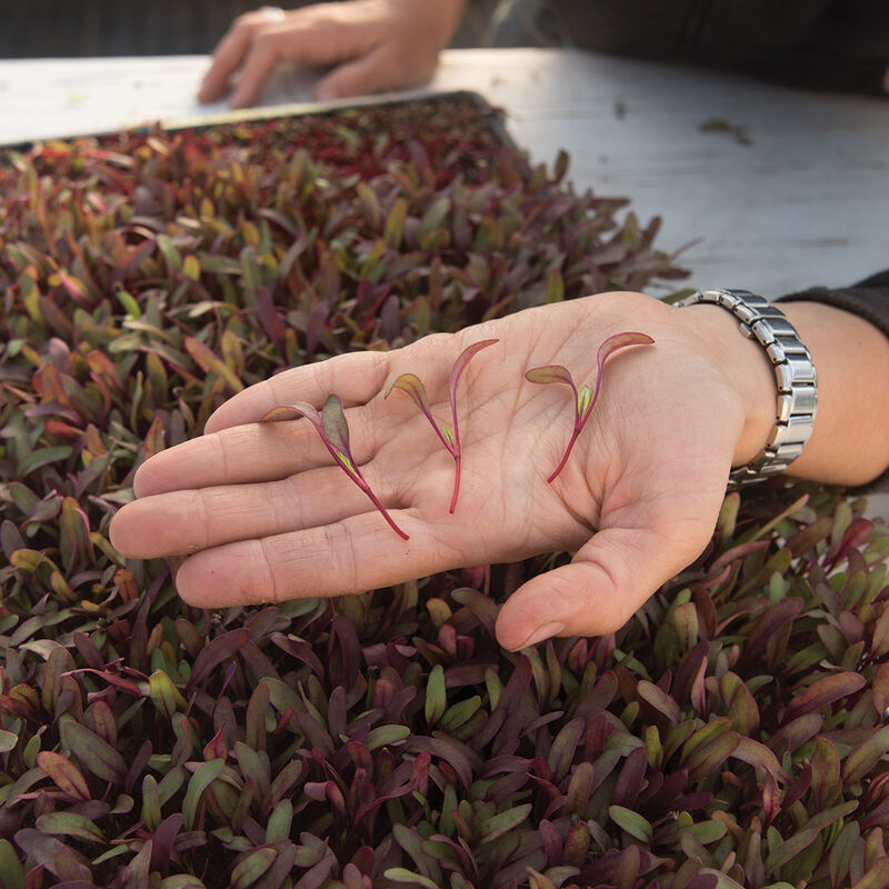 Beet, Bull's Blood Microgreen Vegetables