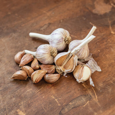 German Red Garlic