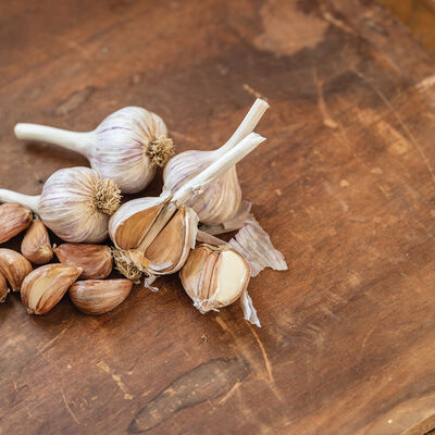 German Red Garlic