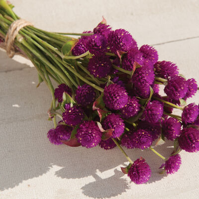 Audray Purple-Red Gomphrena (Globe Amaranth)