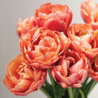Copper Image Tulips