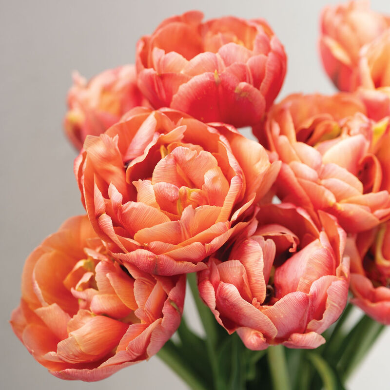 Copper Image Tulips
