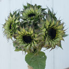 SunFill™ Purple Tall Sunflowers