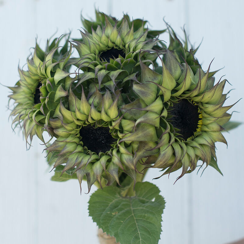 SunFill™ Purple SunFill™ Purple Tall Sunflowers