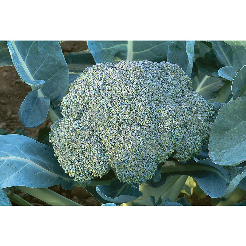 Gypsy Standard Broccoli