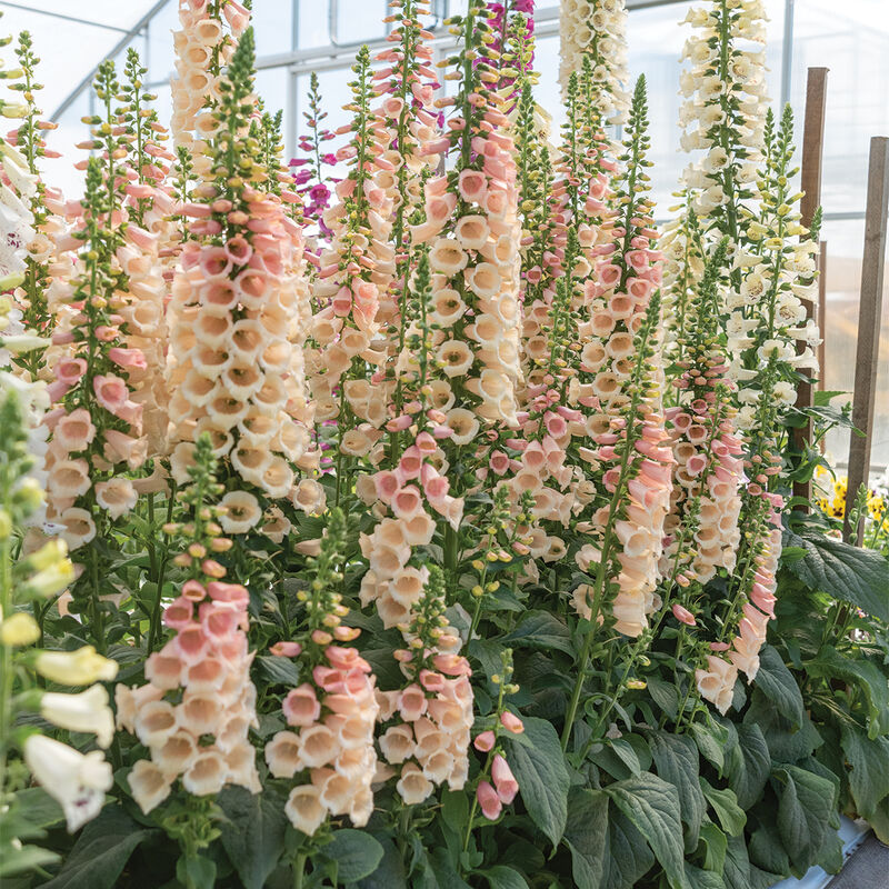 Dalmatian Peach Digitalis (Foxglove)