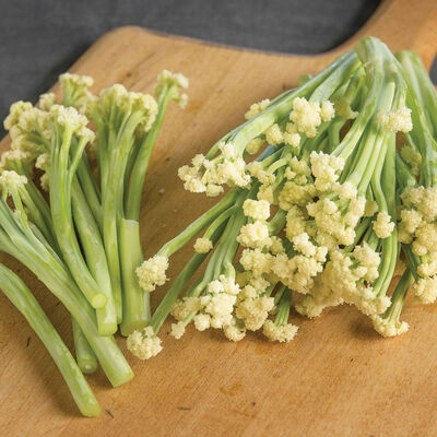 Fioretto 70 Sprouting Cauliflower