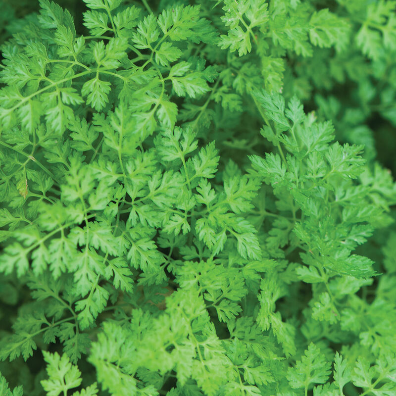 Vertissimo Herbs for Salad Mix