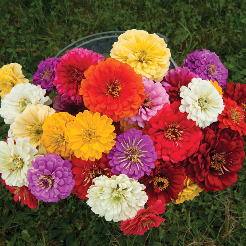 Giant Dahlia Flowered Mix Zinnias