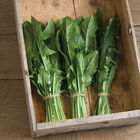 Clio Clio Italian Dandelion