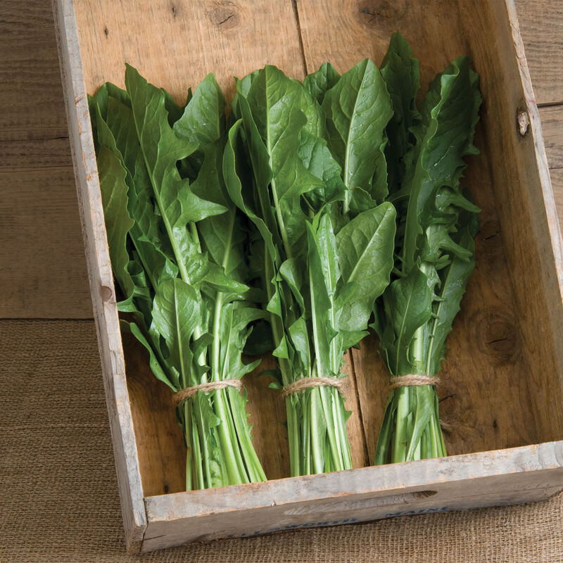 Clio Clio Italian Dandelion