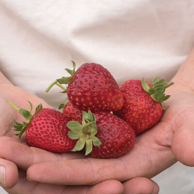 Albion – Spring-Planted Strawberry Bare-Root Plants