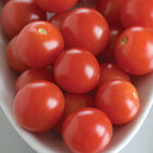 BHN 968 Cherry Tomatoes