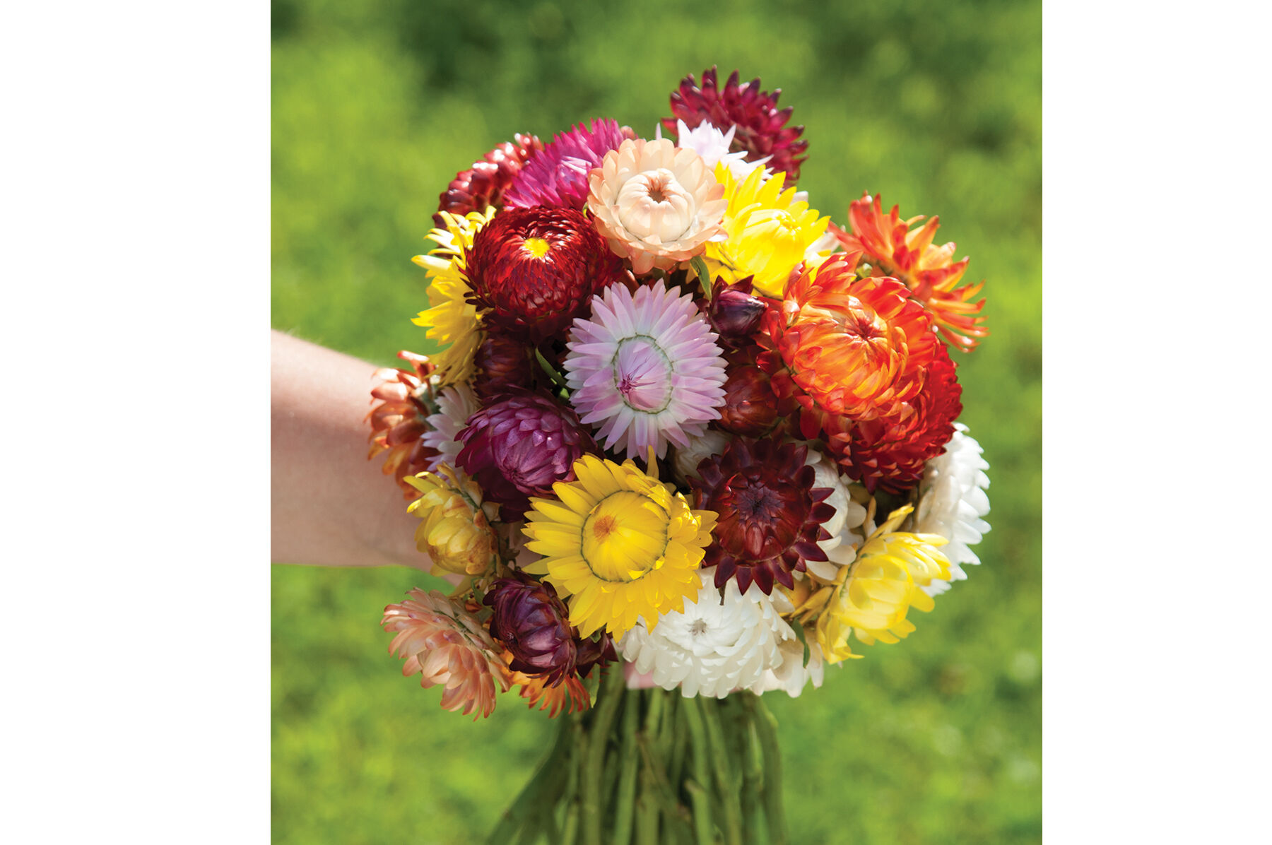 Sultane Mix Strawflower Seed Johnny's Selected Seeds