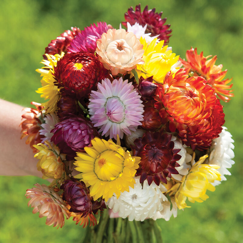 Sultane Mix Sultane Mix Strawflower