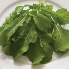 Arugula (Standard) Arugula (Roquette)