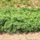 Teddy Dill