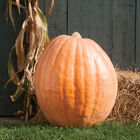 Dill's Atlantic Giant Giant Pumpkins